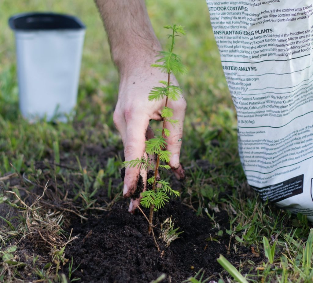 sapling planting