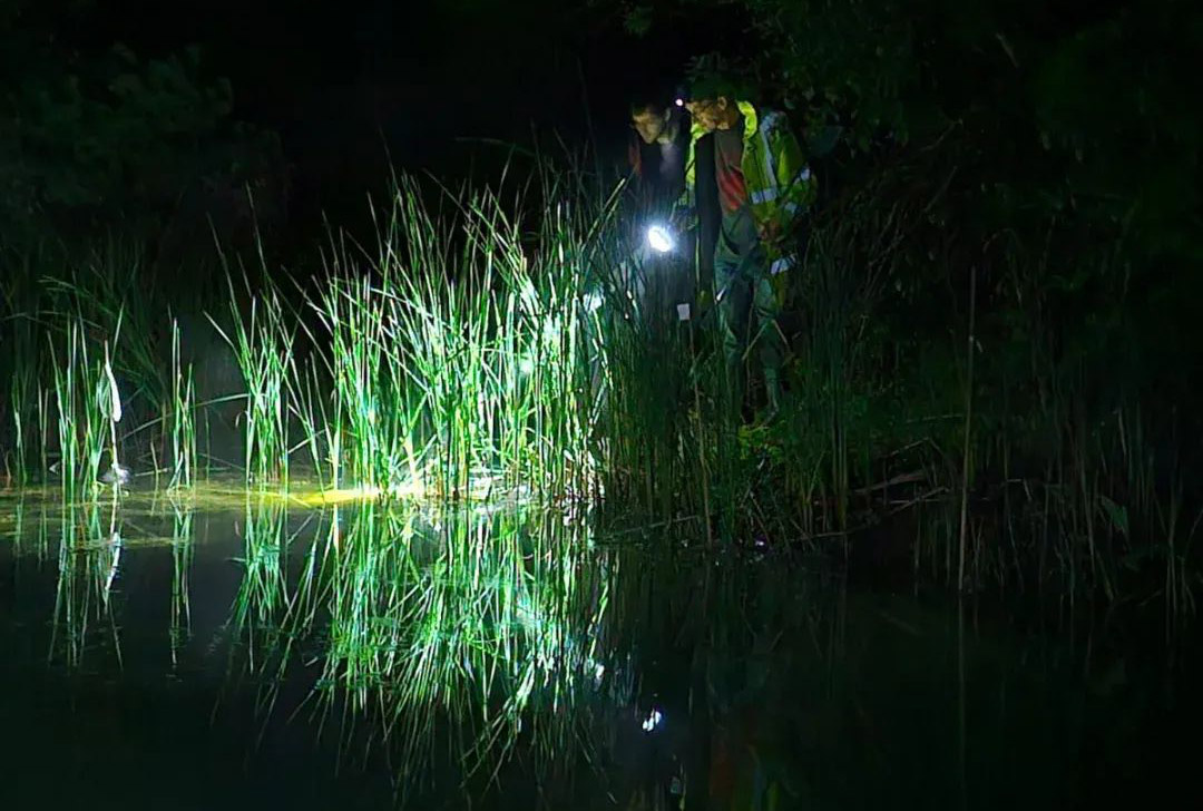 People in high visibility jackets are shining a torch into a pond at night. The surrounding tall grass is illuminated.